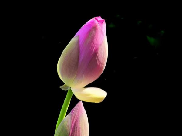 看似溫吞，實則骨子裡很要強的星座，他們不懼成敗，勇往直前