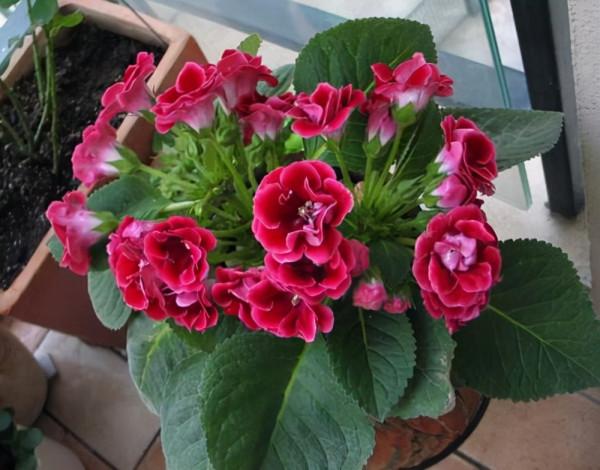 家裡光線差，就養17種“陰性花”，漂亮有格調，貴氣又吉利