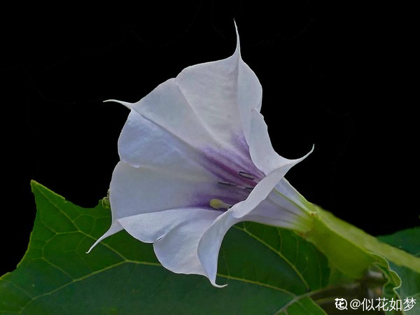 4種有毒花常在身邊，還是得小心點，中毒就麻煩了