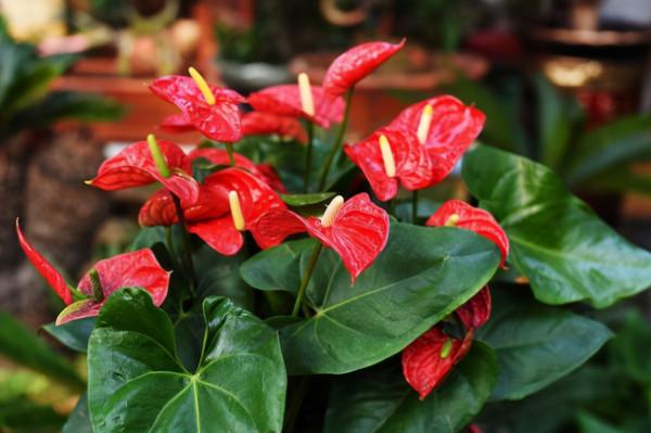 7種“吉利花”,家裡養一盆,順順當當又漂亮,養人又旺家 7種“吉利花”,家裡養一盆,順順當當又漂亮,養人又旺家