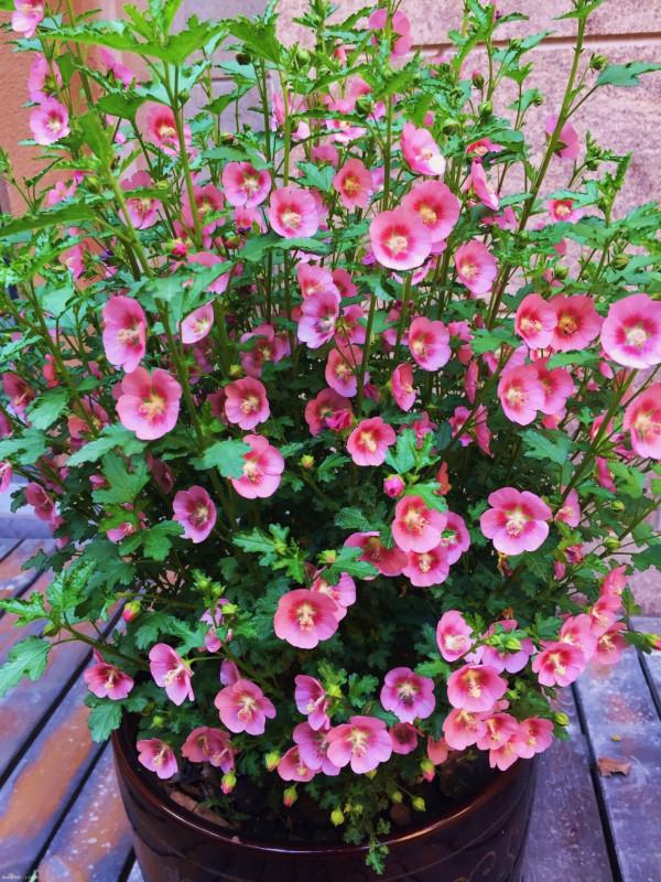 養好小木槿，做到3點，花期更長了，側枝多花量大美美噠