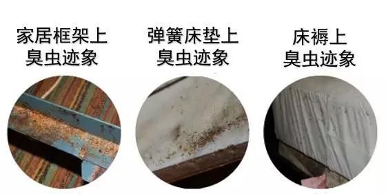 當心床墊縫隙裡的臭蟲，晝伏夜出好吸血