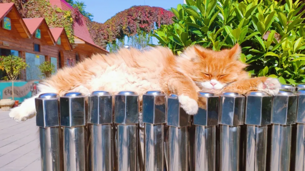 焗南瓜？烤南瓜？還是你要“戴”南瓜？