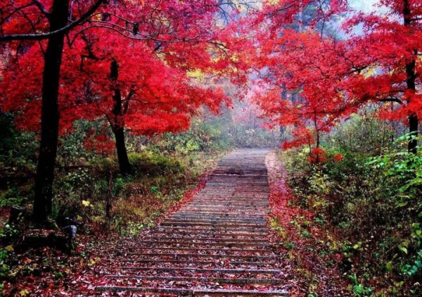 杜甫一首秋天的詩,字句皆律,譽為“古今七言律第一” 杜甫一首秋天的詩,字句皆律,譽為“古今七言律第一”