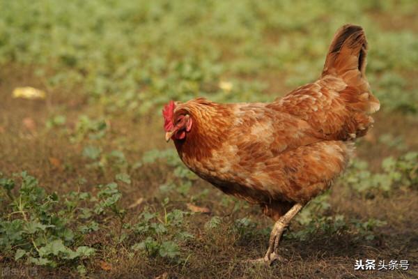 殺雞斷案上 殺雞斷案上