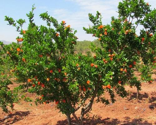 石榴樹怎樣修剪為好？