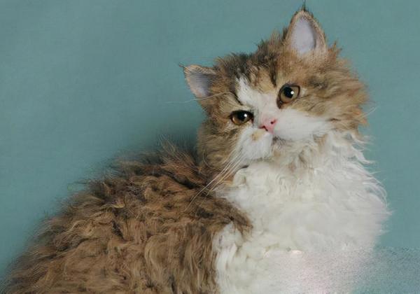 貓咪品種介紹大全！我們應該怎麼選擇適合自己的貓咪？