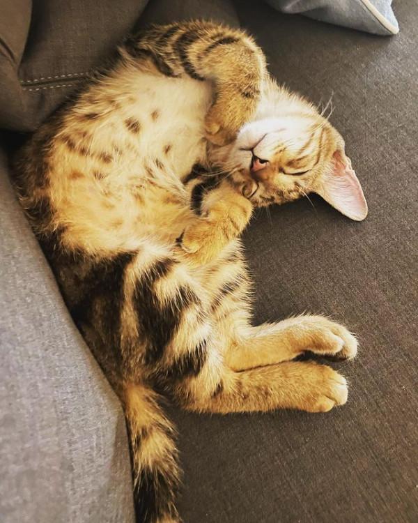 林心如和舒淇成為養貓達人,抱貓咪出鏡笑個不停,場面很溫馨 林心如和舒淇成為養貓達人,抱貓咪出鏡笑個不停,場面很溫馨