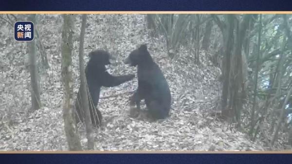 雙熊出沒！保護區兩頭野生黑熊打鬧嬉戲