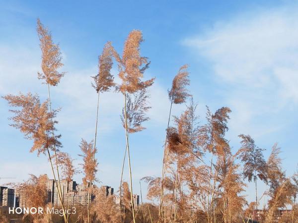 榮耀Magic3鏡頭下的冬日暖陽，大家喜歡嗎？