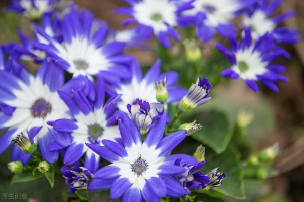 這7種年宵花都是&OpenCurlyDoubleQuote;一次性&rdquo;的，開完扔了吧，沒必要繼續養