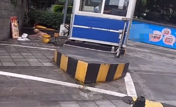 重慶：因為病痛而滄桑，許久沒人撫摸的拉布拉多，獲救後露出微笑