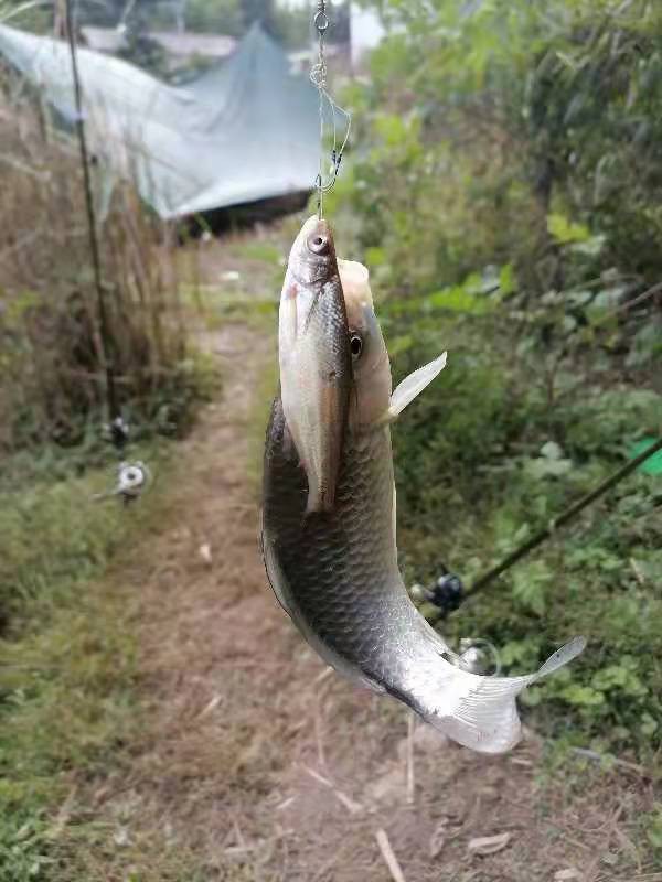 用蚯蚓打窩效果會如何？一起來瞧一瞧