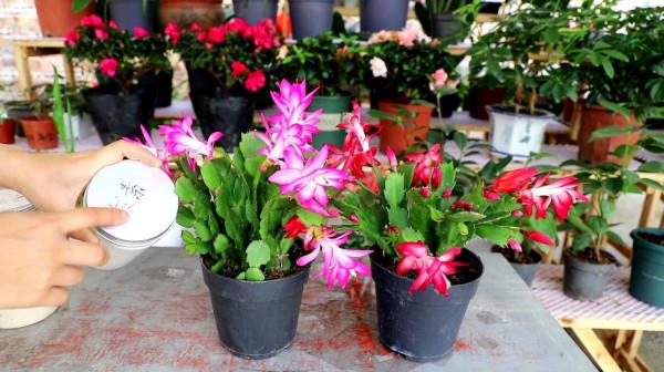 九月逛花市,這些花可以“閉眼入”,都是吉祥好養的“時令花” 九月逛花市,這些花可以“閉眼入”,都是吉祥好養的“時令花”