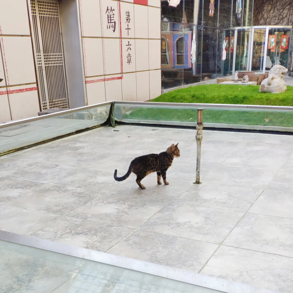 一覺醒來,我魚呢? 一覺醒來,我魚呢?