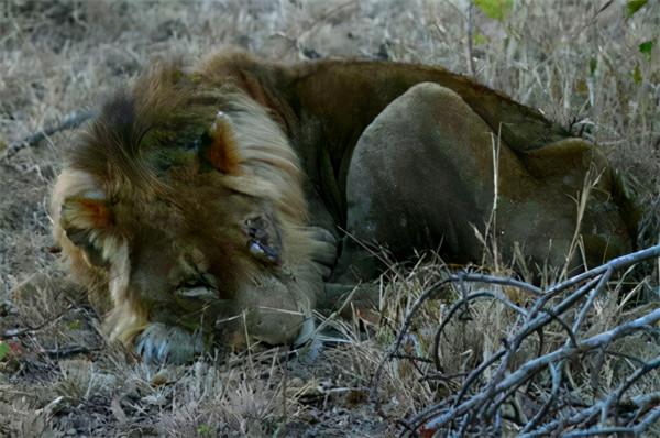 非洲幼獅冥河姐弟，相依為命四處流浪，失去姐姐後變成嗜血魔鬼