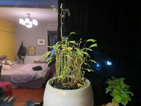 「皮皮太皮」養不好系列:多肉水了,葉片掉了,枝幹枯了,錯哪了 「皮皮太皮」養不好系列:多肉水了,葉片掉了,枝幹枯了,錯哪了