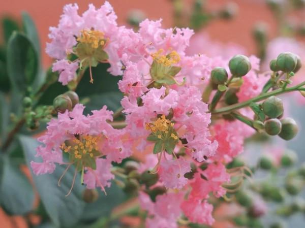 一對親家母高齡懷孕:瘋狂鬥氣凌亂了生命 一對親家母高齡懷孕:瘋狂鬥氣凌亂了生命