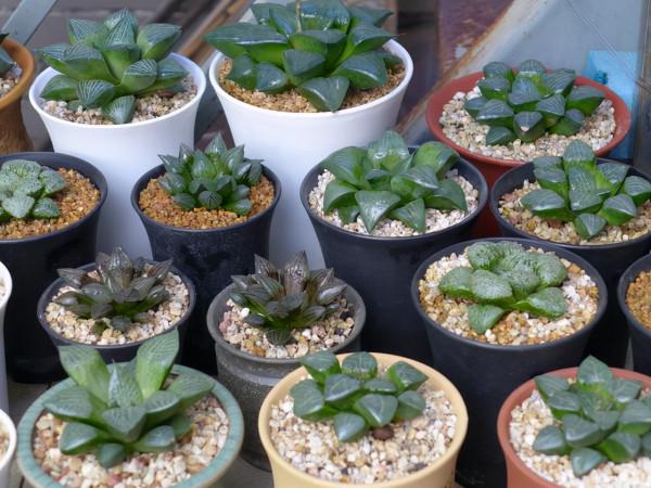 這10款多肉耐陰能力強，在室內陽臺上照樣長得漂亮，養起來真省心