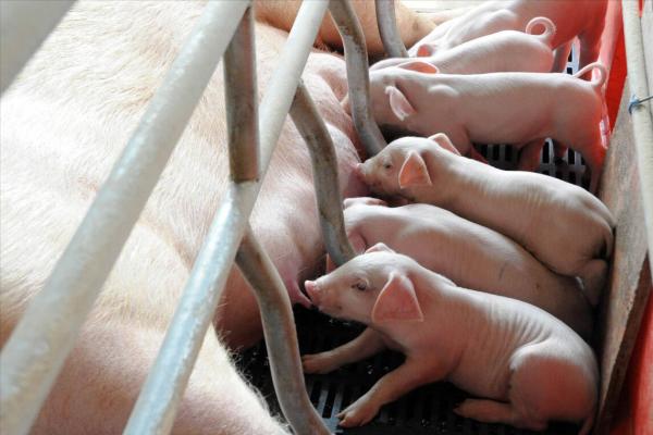 冷知識:喝牛奶喝羊奶為什麼沒人喝豬奶?漲知識了 冷知識:喝牛奶喝羊奶為什麼沒人喝豬奶?漲知識了