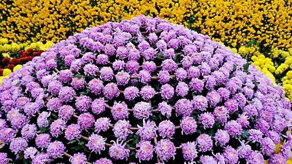 兼六香菊-花團錦簇，端莊典雅，觀賞性極高