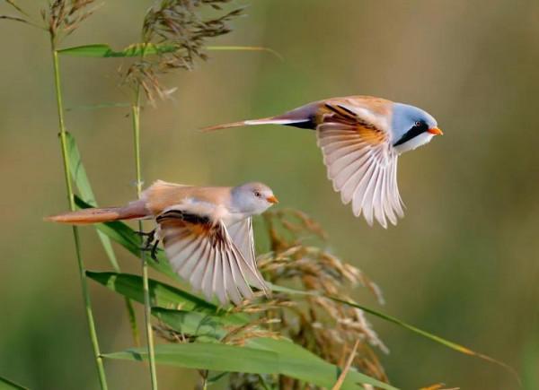 分享圖片一一比翼雙飛鳥