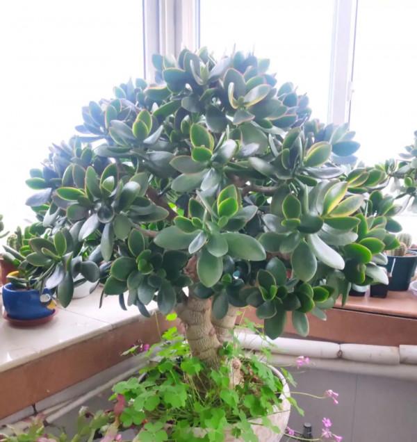 需要“窮養”的三種花，用小盆少澆水，才能養得“長長久久”