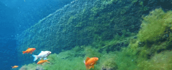 聽濟南琵琶泉,太治癒了 聽濟南琵琶泉,太治癒了