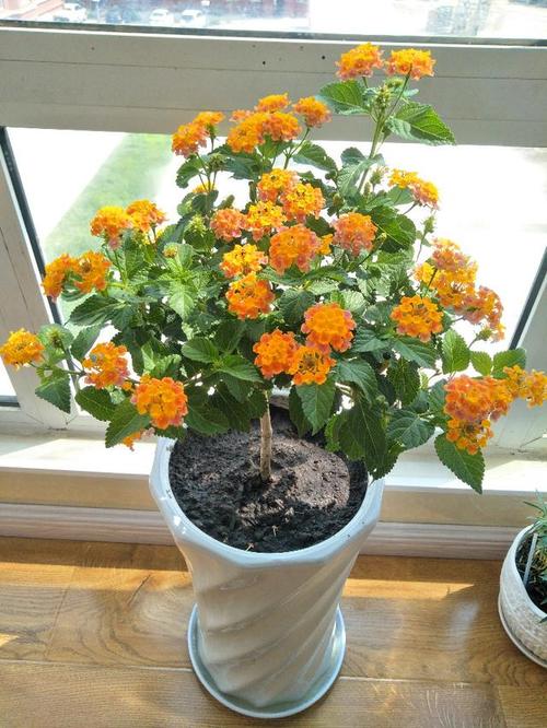 9種“勤勞花”，別名“天天開”，365天花不斷，也不怕累壞了