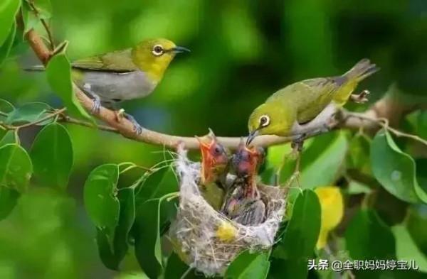 分享——鳥類築巢