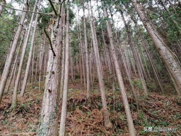 一畝一萬元的杉木林該如何種