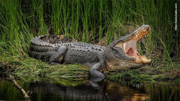 歷史上真正的龍 歷史上真正的龍