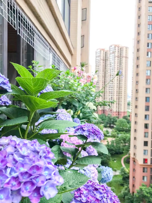 封閉陽臺也爆花!4個優秀案例,面積2.4m²-9m²,總有一個給你靈感 封閉陽臺也爆花!4個優秀案例,面積2.4m²-9m²,總有一個給你靈感