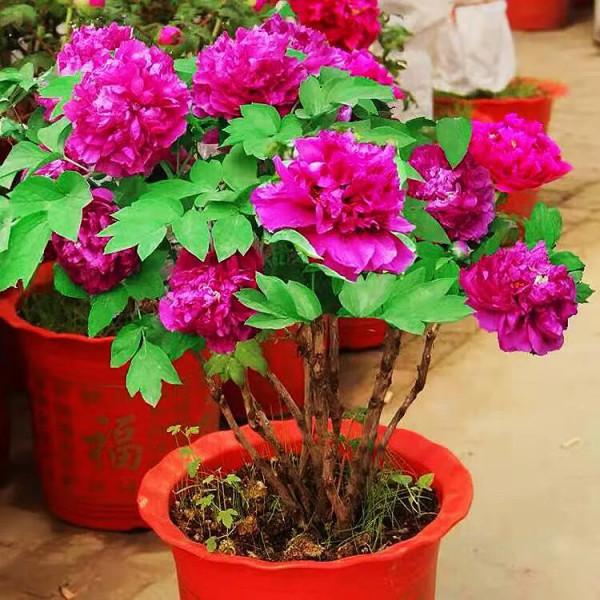 牡丹春節開花,催花技術簡介 牡丹春節開花,催花技術簡介