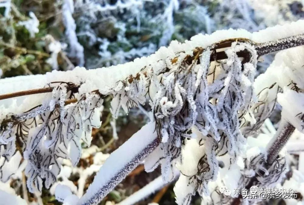 冬日雪景 感“霧”東鄉