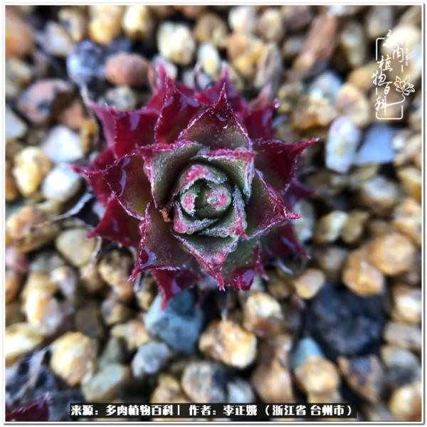 我的多肉，我的小世界