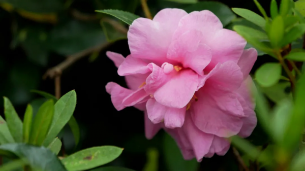 腰腿疼痛，自制中藥護膝、鞋墊