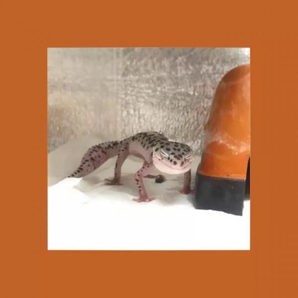 日本網友的魔性簡筆畫,太有靈魂了哈哈哈哈哈 日本網友的魔性簡筆畫,太有靈魂了哈哈哈哈哈