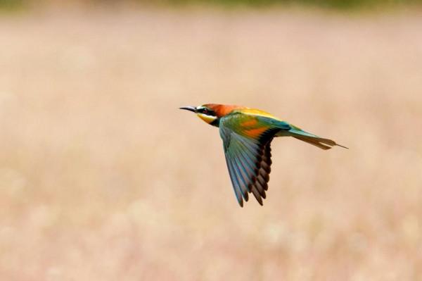 照片故事~黃喉蜂虎 照片故事~黃喉蜂虎