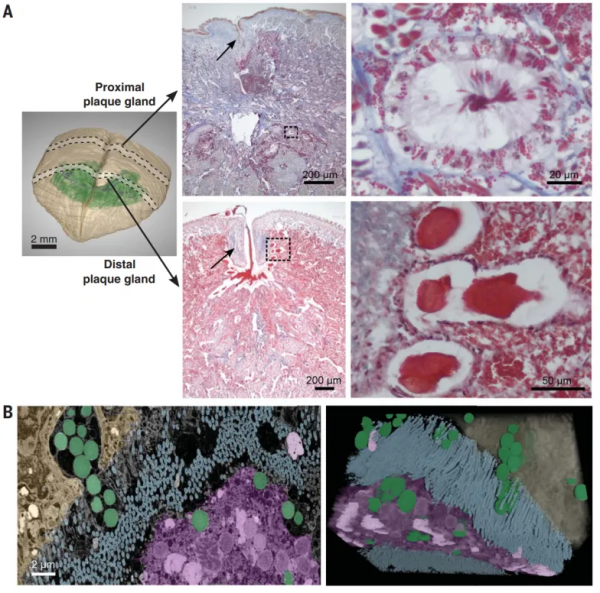 玩轉配位化學與微流控合成的另類“大師”