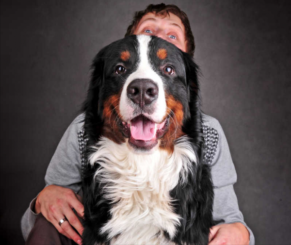 狗狗大揭秘：人們對伯恩山犬的3大疑問