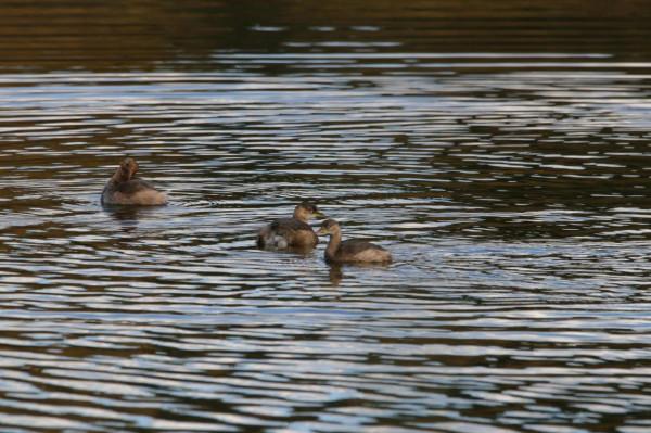 校園裡的鳥 校園裡的鳥