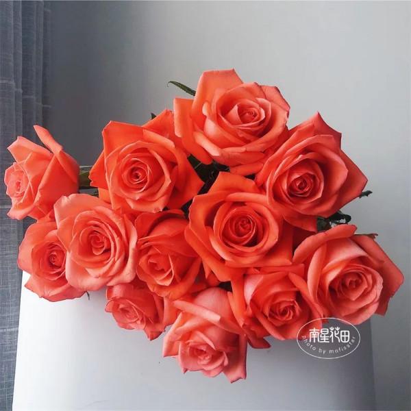 影星玫瑰 · 花堅強