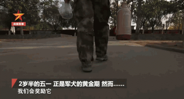 英雄離去，功勳軍犬患癌即將離世，鐵骨軍人懷抱愛犬痛哭流淚