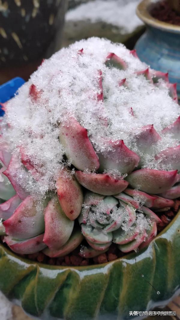 這些比較耐凍，適合露養，快來看看有沒有你喜歡的