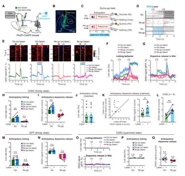 基礎科研 | 無心工作,只想放假!《Cell》:都是神經元的“鍋” 基礎科研 | 無心工作,只想放假!《Cell》:都是神經元的“鍋”