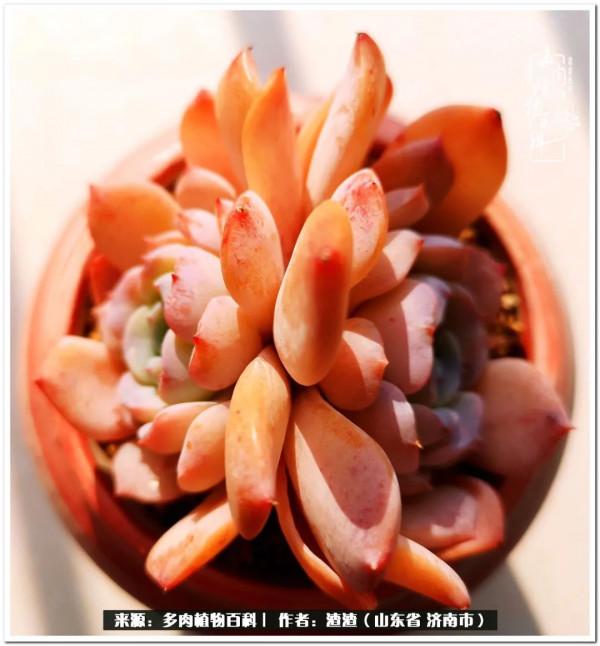 一個不稱職90後的闡述：何以解憂？唯有多肉