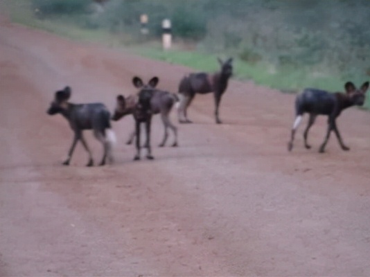 常聽到但不常能看到的動物——豺
