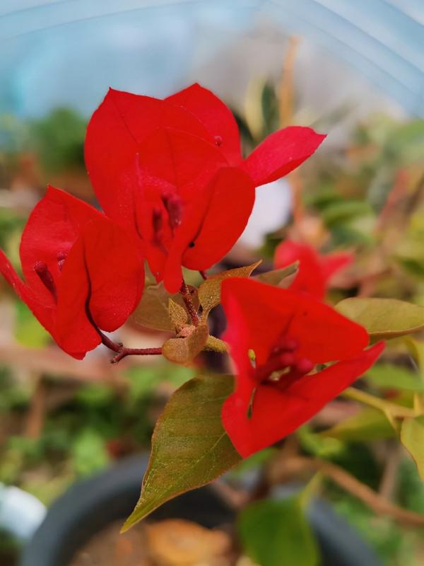 愛養花的男人才不“娘”，實則溫柔又細心，遇到了可別錯過