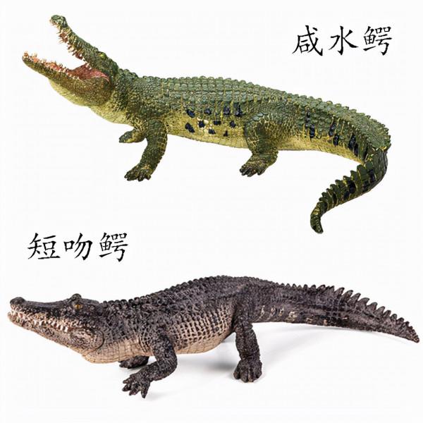 如何分辨鱷魚的種類？